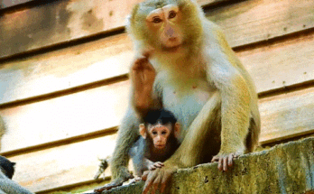 A mother monkey tightly holding her baby after a near fall in the Angkor Wat forest, showing instinctive protection and emotional bonding
