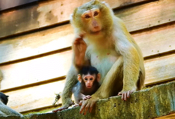 A mother monkey tightly holding her baby after a near fall in the Angkor Wat forest, showing instinctive protection and emotional bonding