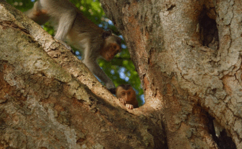 Stella the young macaque taking her first independent steps in the Angkor Wat forest, captured in a touching wildlife weaning moment.
