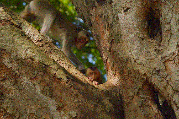 Stella the young macaque taking her first independent steps in the Angkor Wat forest, captured in a touching wildlife weaning moment.