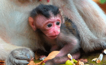 A newborn baby monkey lifts her tiny face and gazes into her mother’s eyes for the very first time beneath the warm morning light of Angkor Wat’s ancient forest.