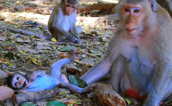 Adorable baby monkey laughing and clinging to her mother in Angkor Wat forest, capturing a playful and heartwarming moment.”