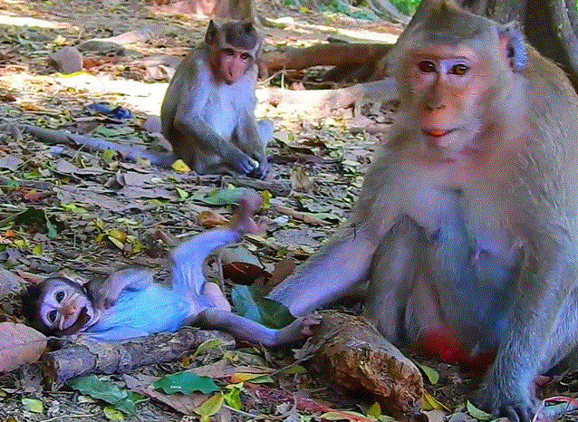 Adorable baby monkey laughing and clinging to her mother in Angkor Wat forest, capturing a playful and heartwarming moment.