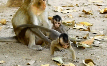 Anna supporting Alba on the forest trail near Angkor Wat after injury — golden light filtering through trees, faces filled with emotion.