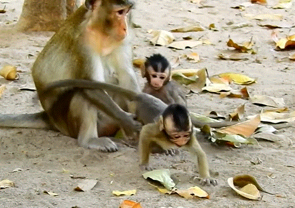 Anna supporting Alba on the forest trail near Angkor Wat after injury — golden light filtering through trees, faces filled with emotion.
