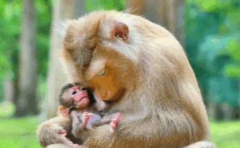 Baby Rainbow happily nestled in Mummy Rose’s arms, enjoying tender care in the lush Angkor Wat forest.