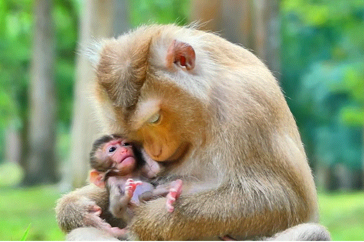 Baby Rainbow happily nestled in Mummy Rose’s arms, enjoying tender care in the lush Angkor Wat forest.