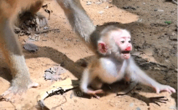 Injured baby monkey Leo lying weakly on the forest floor in Angkor Wat as his mother Libby guards him protectively, captured during an emotional wildlife moment.