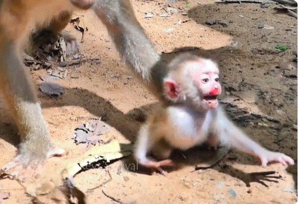 Injured baby monkey Leo lying weakly on the forest floor in Angkor Wat as his mother Libby guards him protectively, captured during an emotional wildlife moment.