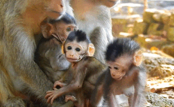 Three baby monkeys in Angkor Wat forest being gently fed milk by Elsa, a compassionate caregiver.