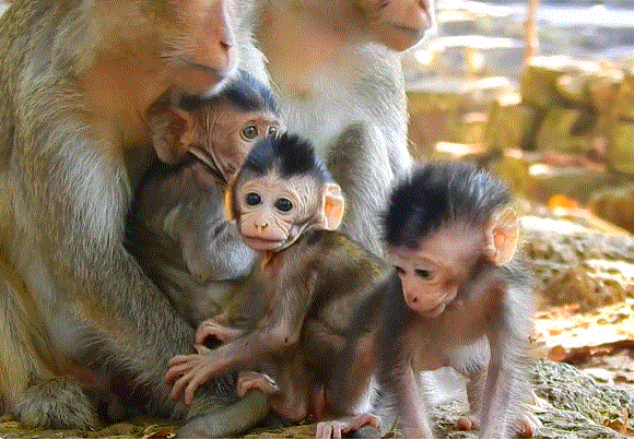 Three baby monkeys in Angkor Wat forest being gently fed milk by Elsa, a compassionate caregiver.