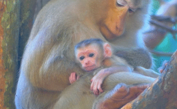 Newborn baby in arms of gentle caregiver, forest temple ruins blurred in background.
