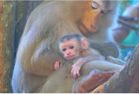 Newborn baby in arms of gentle caregiver, forest temple ruins blurred in background.