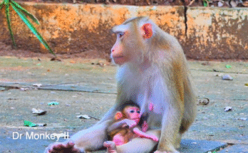 A mother macaque (Sarika) gently sitting in a sunlit Angkor Wat forest clearing while her baby macaque (Sariki) takes its first tentative hop on the forest floor.