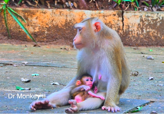 A mother macaque (Sarika) gently sitting in a sunlit Angkor Wat forest clearing while her baby macaque (Sariki) takes its first tentative hop on the forest floor.