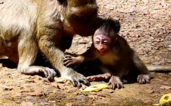 Polly cradling her baby with Popeye standing behind her in a tense forest moment at Angkor Wat.