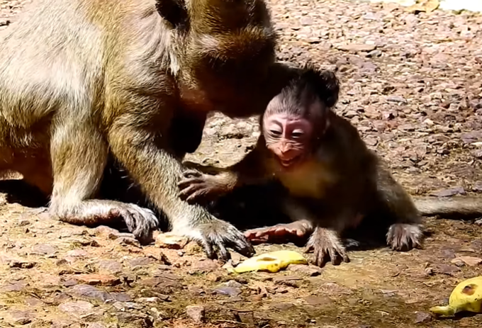 Polly cradling her baby with Popeye standing behind her in a tense forest moment at Angkor Wat.