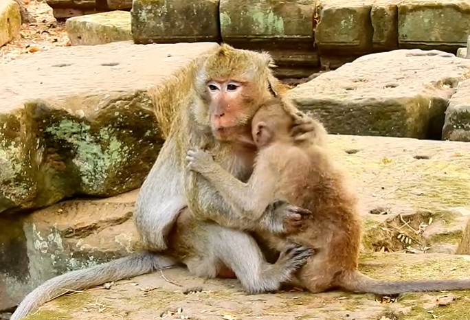 Baby monkey Jayden crying softly while reaching for his mother Jade in the Angkor Wat forest, expressing hunger and emotional distress