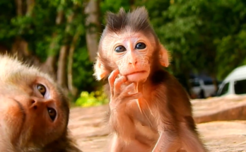 “Tiny baby Charlee being comforted in the Angkor Wat forest after choking on stuck food, surrounded by rescuers and onlookers — an emotional moment of hope.”