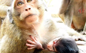Newborn baby Maddix wrapped in a blanket, surrounded by rescuers in the Angkor Wat forest after surviving a terrifying fall.