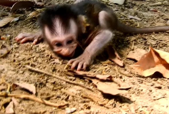 A young boy at Angkor Wat surrounded by visitors, cradled in his mother’s arms with concerned onlookers and two macaque monkeys in the background during a moment of tension.