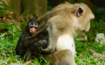 Baby in Angkor Wat forest reaching arms out, crying, deep emotional distress during parents’ fight.