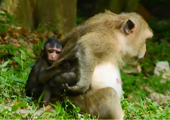 Baby in Angkor Wat forest reaching arms out, crying, deep emotional distress during parents’ fight.