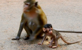 Mom Anna holding Baby Alba gently in the Angkor Wat Forest, a tender yet emotional moment of healing and love.