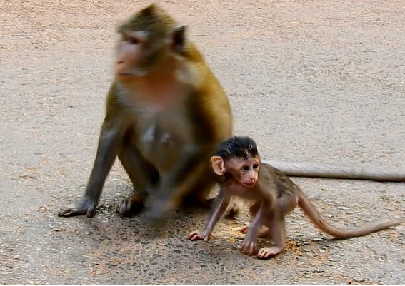 Mom Anna holding Baby Alba gently in the Angkor Wat Forest, a tender yet emotional moment of healing and love.