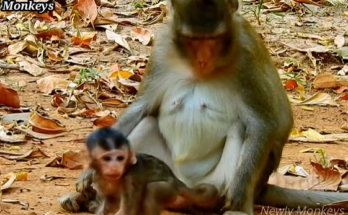 Early morning sun casting shadows on an overgrown Angkor Wat forest path — the silent backdrop to a harrowing encounter.