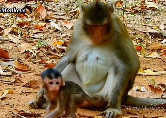 Early morning sun casting shadows on an overgrown Angkor Wat forest path — the silent backdrop to a harrowing encounter.