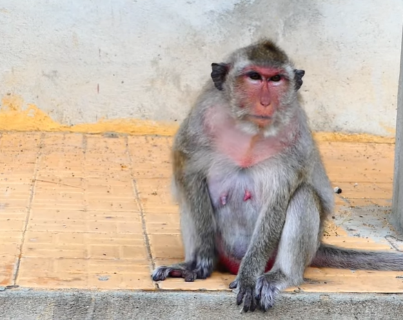 Rana the monkey mother cradling her frightened baby in Angkor Wat forest, Cambodia.