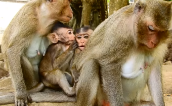 Crying baby monkey alone on a tree branch in the Angkor Wat forest, tears visible as he calls for comfort that never comes.