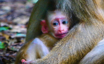 A tiny child alone in a forest near Angkor Wat, surrounded by tall trees, looking lost and crying.