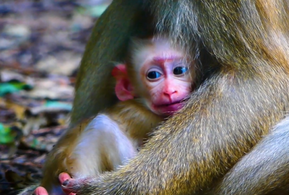 A tiny child alone in a forest near Angkor Wat, surrounded by tall trees, looking lost and crying.
