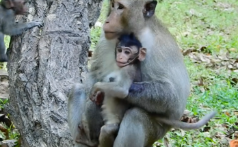 Baby monkey in the Angkor Wat forest approaching a peaceful, calm forest leader; a moment of trust and warmth captured in soft sunlight.