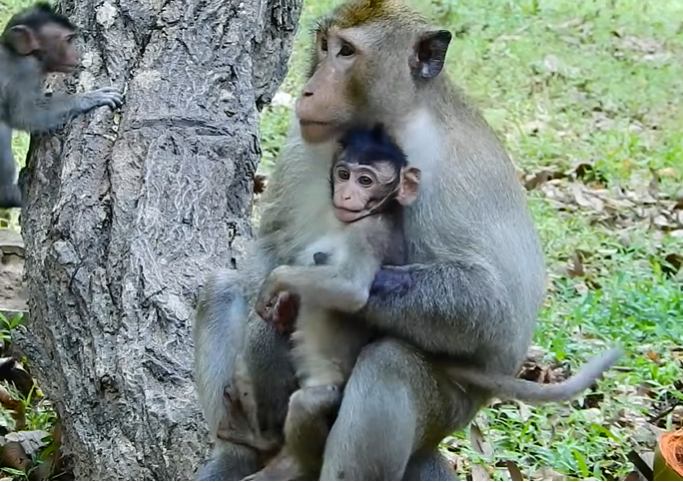 Baby monkey in the Angkor Wat forest approaching a peaceful, calm forest leader; a moment of trust and warmth captured in soft sunlight.