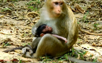 A newborn baby monkey cries beside her exhausted mother in the Angkor Wat forest, capturing a raw moment of survival, motherhood, and emotional struggle in the wild.