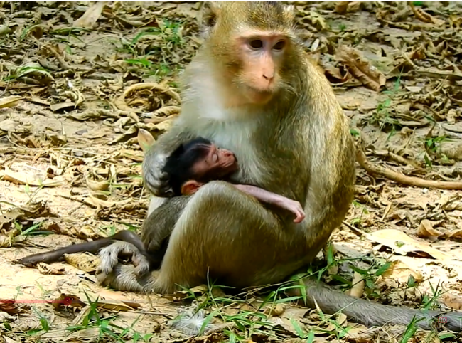 A newborn baby monkey cries beside her exhausted mother in the Angkor Wat forest, capturing a raw moment of survival, motherhood, and emotional struggle in the wild.