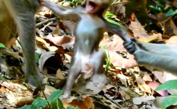 Baby monkey crying loudly in the forest near Angkor Wat, Cambodia, with its mother in the background.