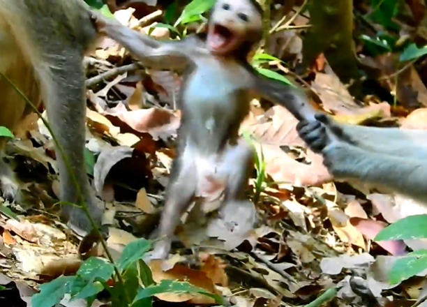 Baby monkey crying loudly in the forest near Angkor Wat, Cambodia, with its mother in the background.