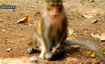 Mother monkey pulls baby Anissa close after a painful moment in the Angkor Wat forest, capturing a raw scene of survival and maternal conflict.