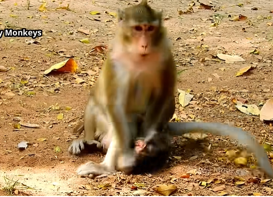 Mother monkey pulls baby Anissa close after a painful moment in the Angkor Wat forest, capturing a raw scene of survival and maternal conflict.