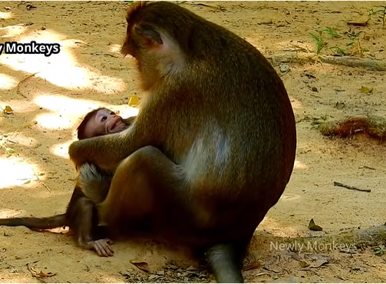 Abandoned Baby Anissa resting in the Angkor forest, her small hands clinging gently as she looks up with hopeful eyes.