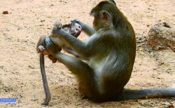Anissa sitting under the ancient Angkor forest tree, tears in her eyes, with sunlight breaking through the branches.