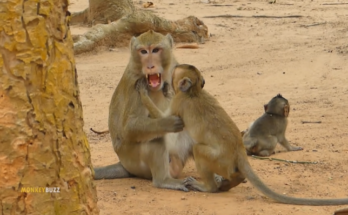 Baby monkey Anissa crying and reaching out to her mother Anna in the Angkor Wat forest.