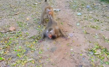 Katrina gently guiding Libby as she learns to care for Baby Rainbow in the Angkor Wat forest, a powerful moment of compassion and love.