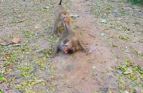 Katrina gently guiding Libby as she learns to care for Baby Rainbow in the Angkor Wat forest, a powerful moment of compassion and love.