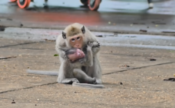 Injured baby monkey clinging weakly to his mother after a terrifying struggle in the Angkor Wat forest.