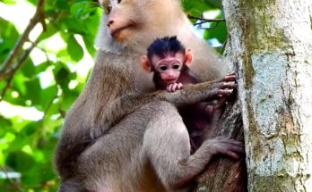 A tiny baby monkey clinging fearfully to her mother after being rescued in the Angkor Wat forest.